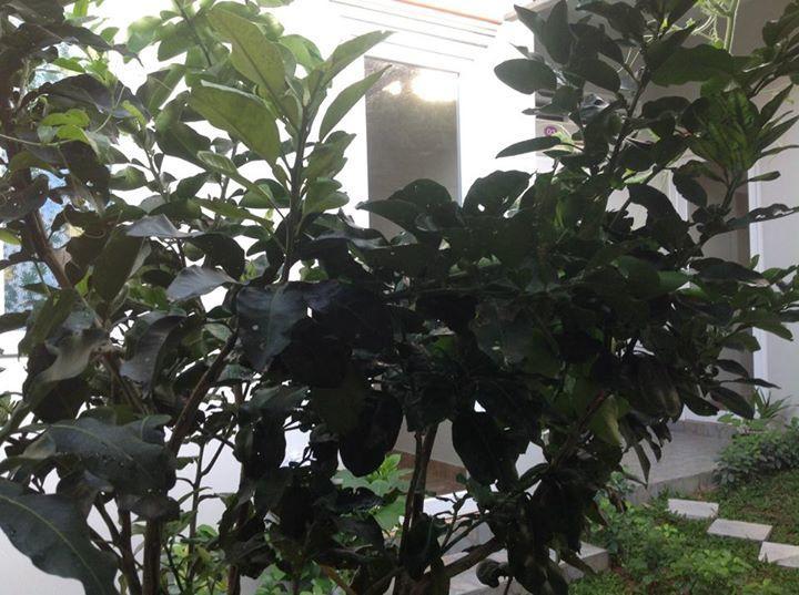 Manh Duyen Garden Homestay Phu Quoc Luaran gambar